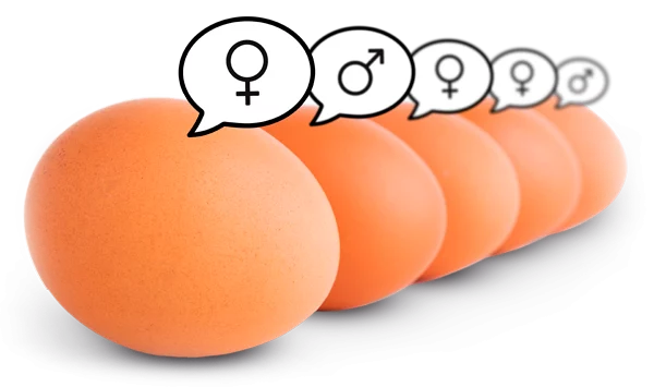 inovo-eier-geschlechtsbestimmt